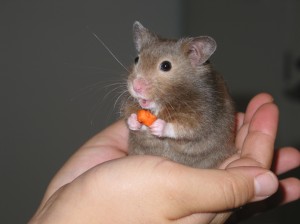 hamster