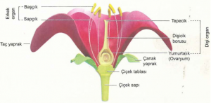 cicek bolumleri
